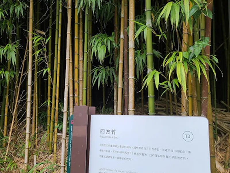 四方竹林