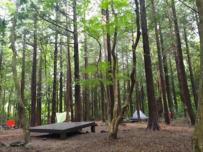 Seogwipo Natural Recreational Forest
