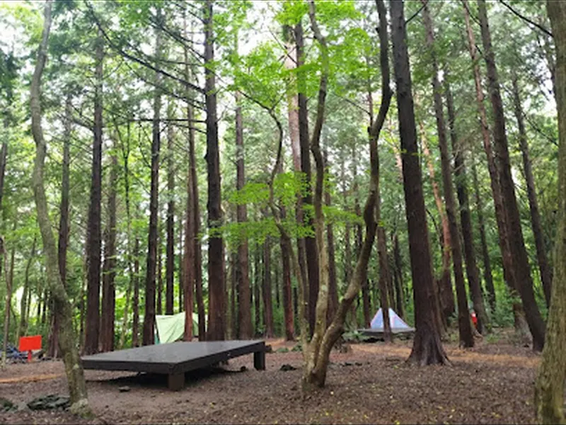 Seogwipo Natural Recreational Forest