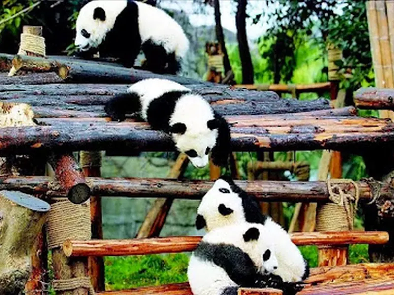 Chengdu Research Base of Giant Panda Breeding