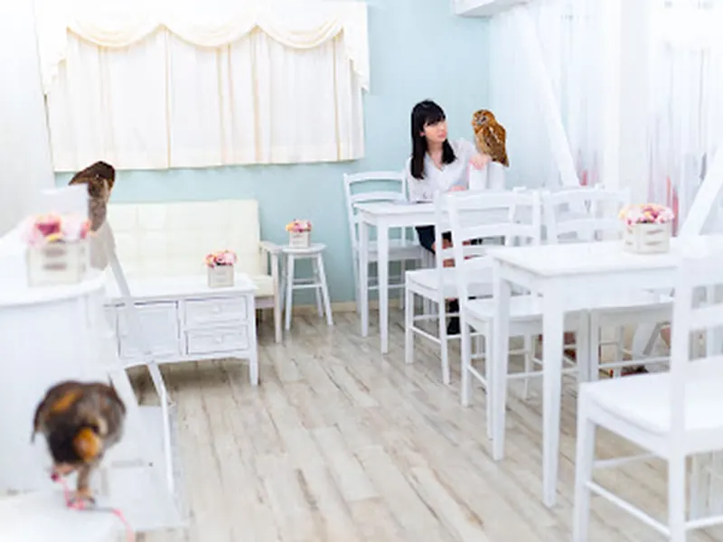 Owl Cafe Tokyo