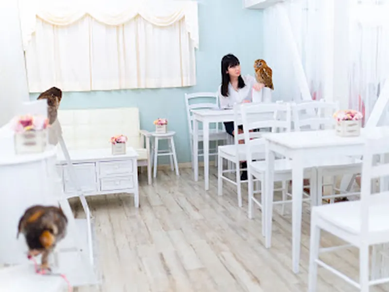 Owl Cafe Tokyo