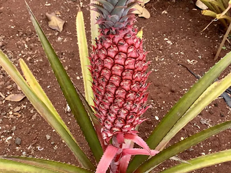 Dole Plantation