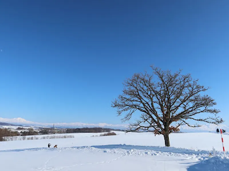 Seven Stars Tree