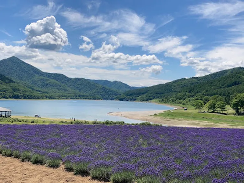 Lake Kanayama Lavender Field