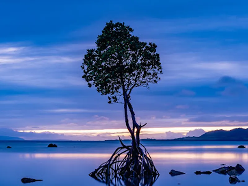 Lone Mangrove
