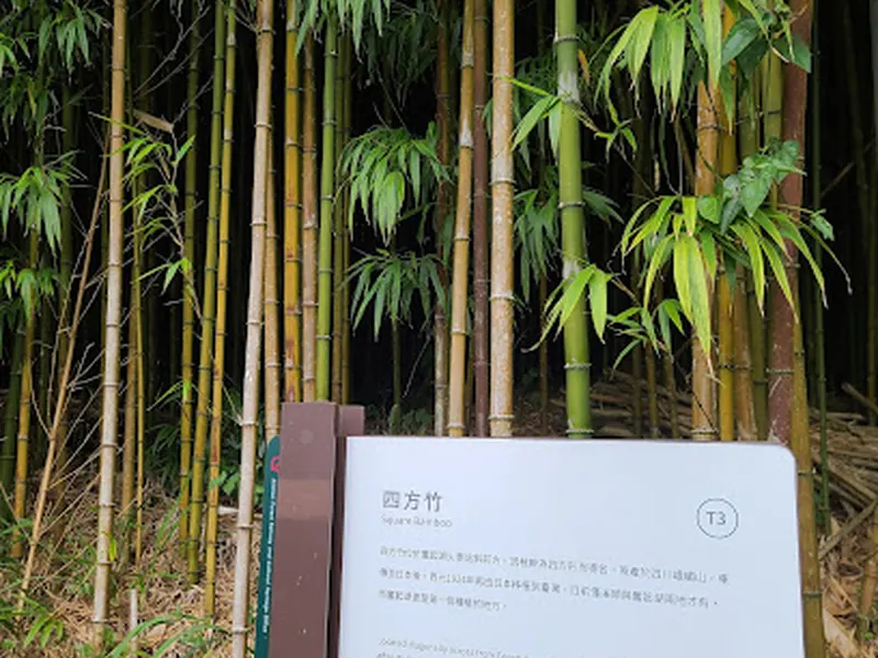 四方竹林