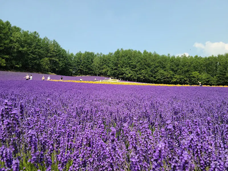 Farm Tomita